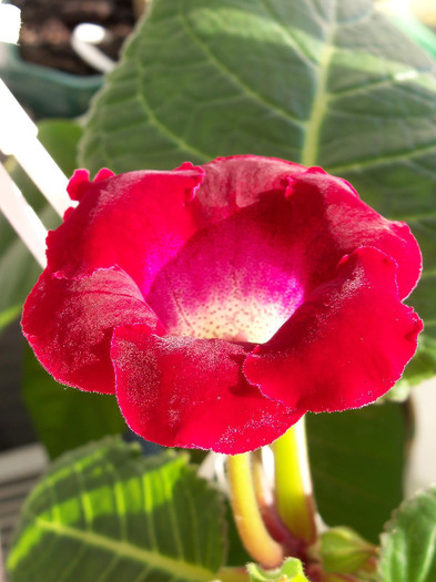 2455241350105256805iKLFio_fs - GLOXINIA 2012 SI 2013