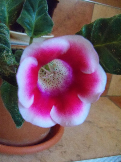 2469858910105256805IpQuaM_fs - GLOXINIA 2012 SI 2013