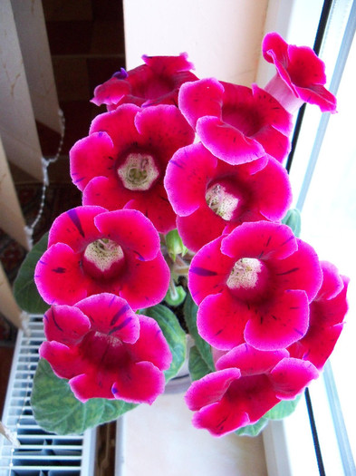 2533926450105256805CTjYtV_fs - GLOXINIA 2012 SI 2013