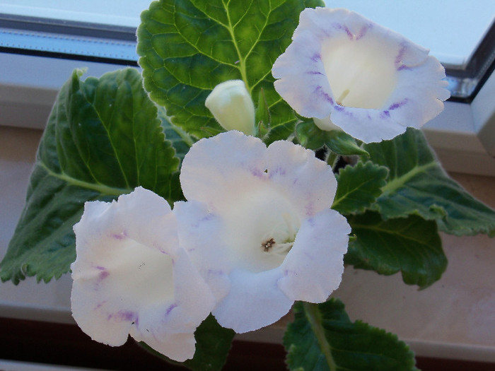 2077858320105256805gnHanN_fs - GLOXINIA 2012 SI 2013