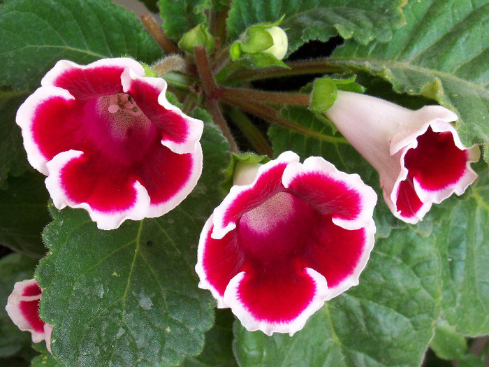 2393461180105256805rzsRbe_fs - GLOXINIA 2012 SI 2013