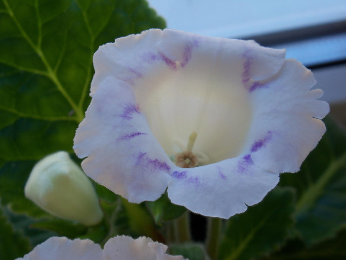 2749823680105256805HxnARd_fs - GLOXINIA 2012 SI 2013