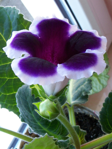 2751830450105256805pUwYEN_fs - GLOXINIA 2012 SI 2013