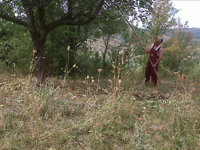 la cules de pere -Bozioru,Buzau