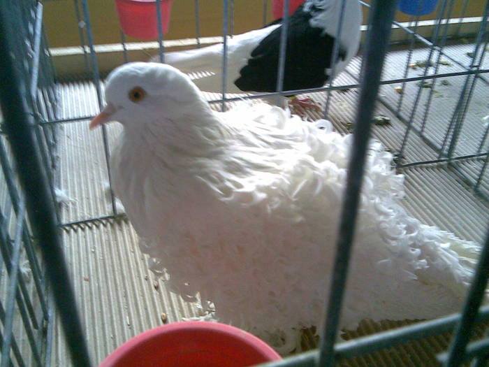 camp nat Brasov 2011