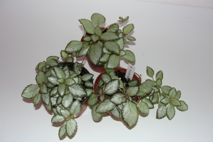 episcia Silver Skies