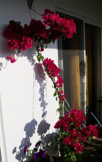 2346936100105256805GCCUPa_fs - BOUGAINVILLEA 2012