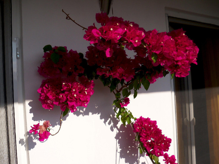 2715837660105256805ByipKg_fs - BOUGAINVILLEA 2012