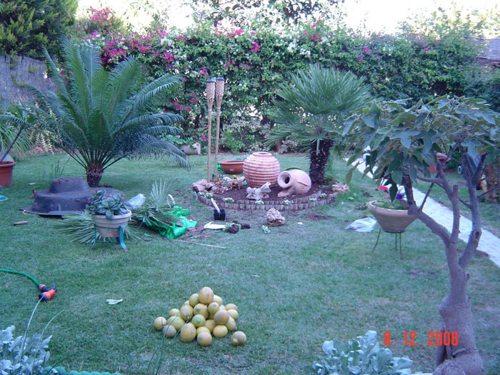 palmier,cycas,bonsai; recolta partiala de citrice
