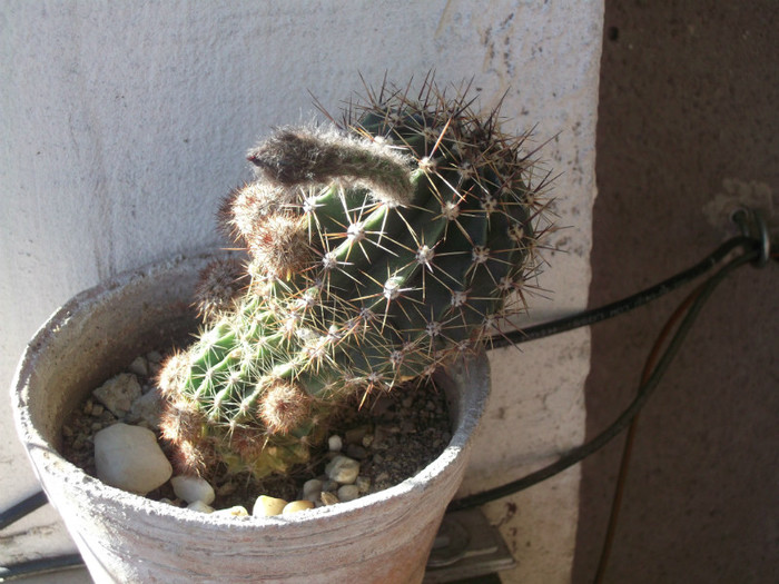 boboc de cactus... - poze realizate cu FUJI