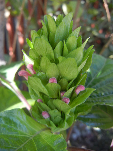 Brazilian Plume Flower (2012, Oct.18) - Justicia carnea