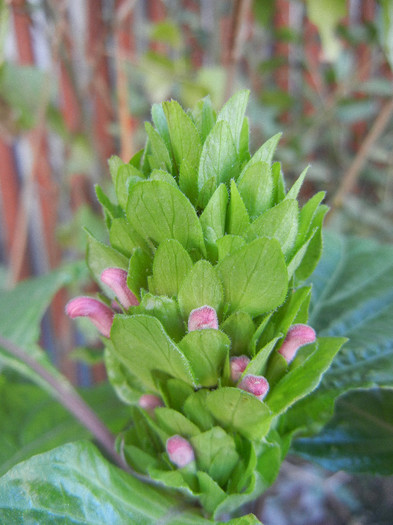 Brazilian Plume Flower (2012, Oct.18) - Justicia carnea