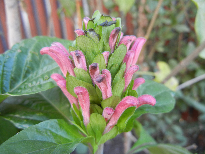 Brazilian Plume Flower (2012, Oct.18) - Justicia carnea