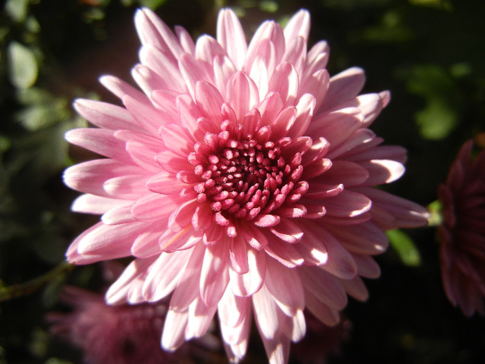 Pink Chrysanthemum (2012, Oct.18)