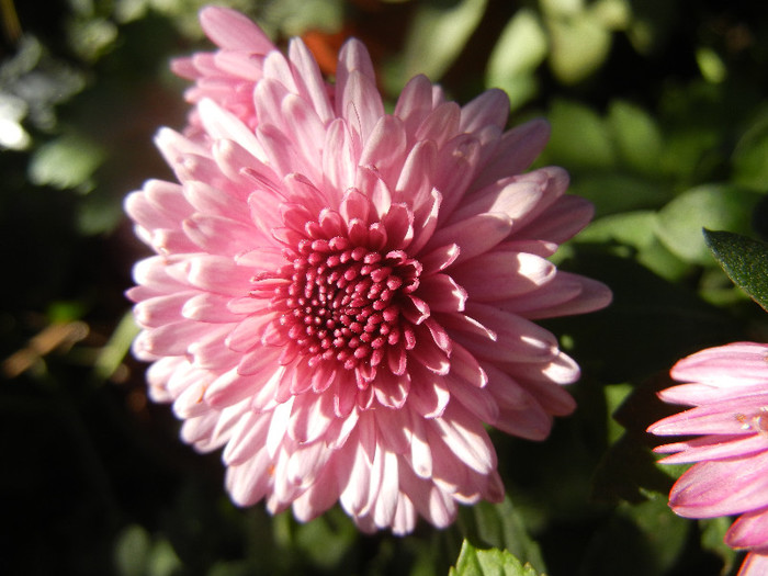 Pink Chrysanthemum (2012, Oct.18)