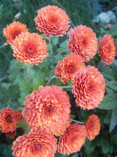 Terracotta Chrysanth (2012, Oct.18)