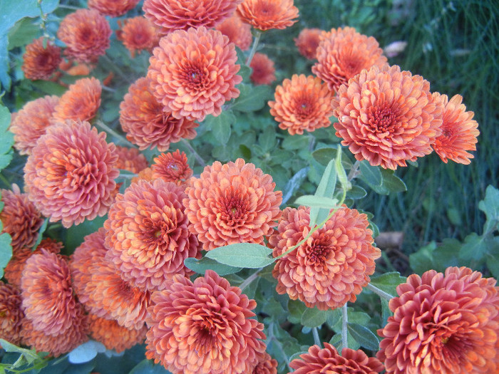 Terracotta Chrysanth (2012, Oct.18)