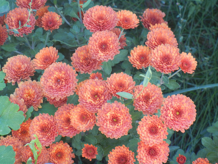 Terracotta Chrysanth (2012, Oct.18) - Terracotta Chrysanthemum