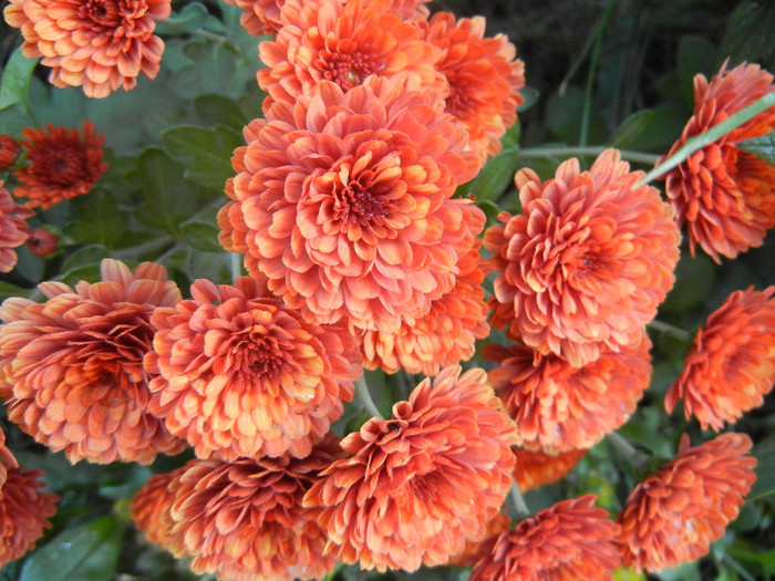 Terracotta Chrysanth (2012, Oct.18)