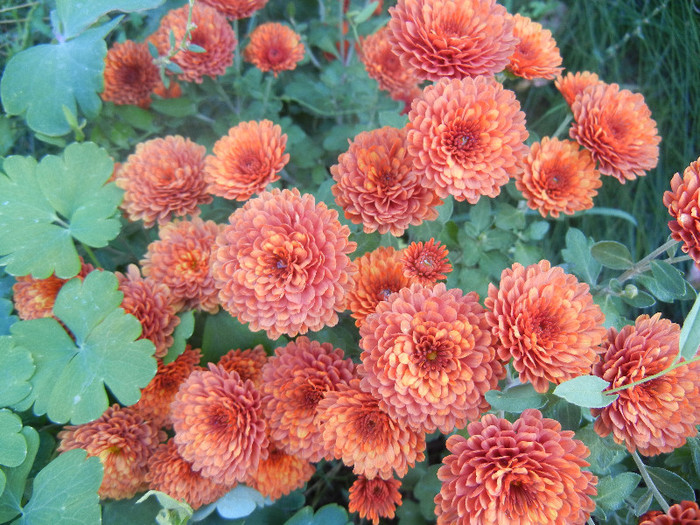 Terracotta Chrysanth (2012, Oct.18) - Terracotta Chrysanthemum