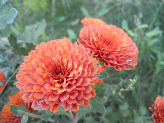 Terracotta Chrysanth (2012, Oct.18) - Terracotta Chrysanthemum