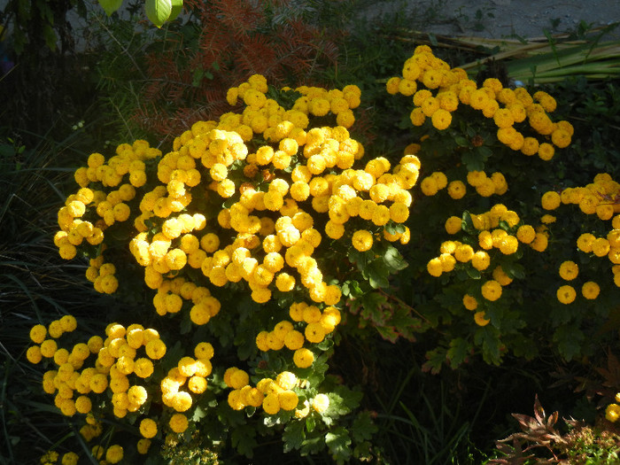 Yellow Chrysanthemum (2012, Oct.18) - Yellow Chrysanthemum