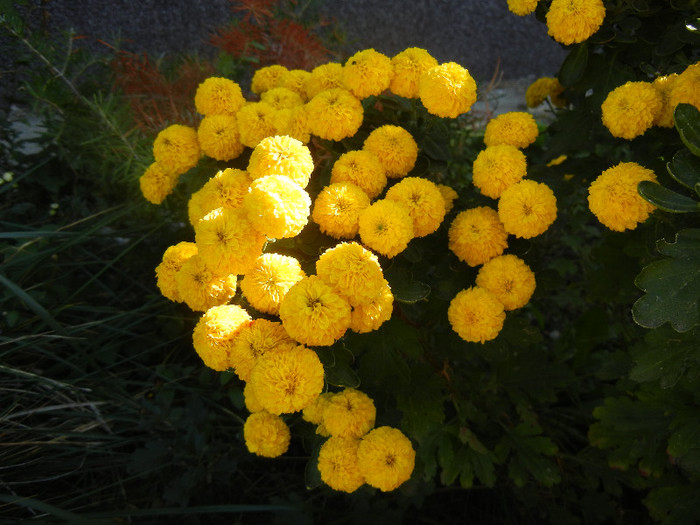 Yellow Chrysanthemum (2012, Oct.18) - Yellow Chrysanthemum