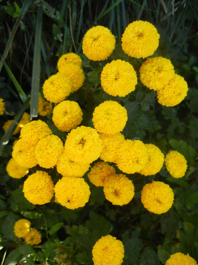 Yellow Chrysanthemum (2012, Oct.18) - Yellow Chrysanthemum