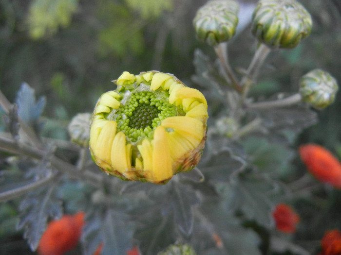 Yellow Chrysanthemum (2012, Oct.18) - Yellow Chrysanthemum