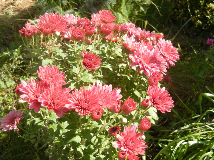 Purple Chrysanthemum (2012, Oct.18)