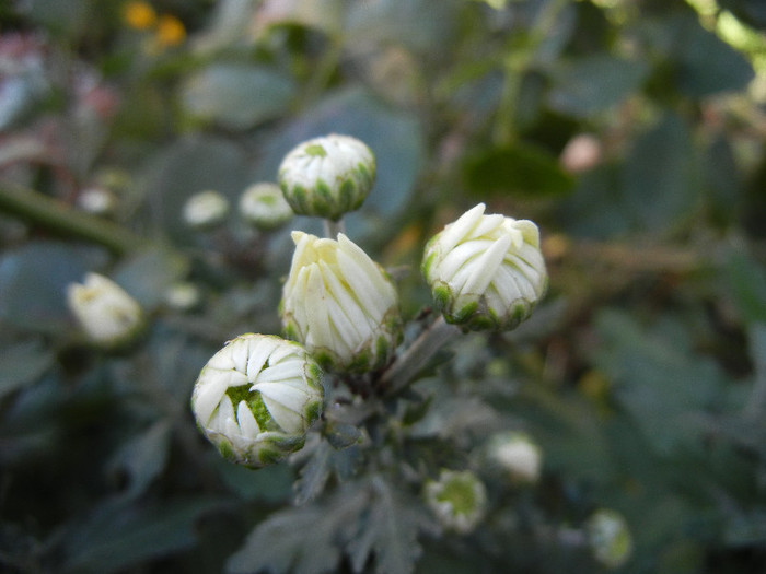 White Chrysanthemum (2012, Nov.18) - White Chrysanthemum