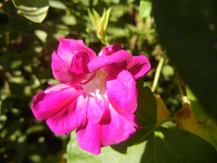 Double Pink Morning Glory (2012, Oct.18)