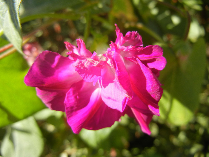 Double Pink Morning Glory (2012, Oct.18)