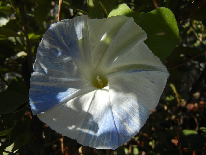 Ipomoea Flying Saucers (2012, Oct.18) - Flying Saucers