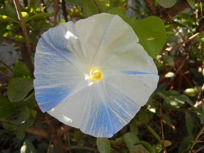 Ipomoea Flying Saucers (2012, Oct.18) - Flying Saucers