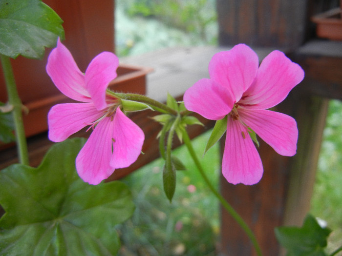 Mini Cascade Pink (2012, Sep.30) - Ivy-geranium Mini Cascade Pink