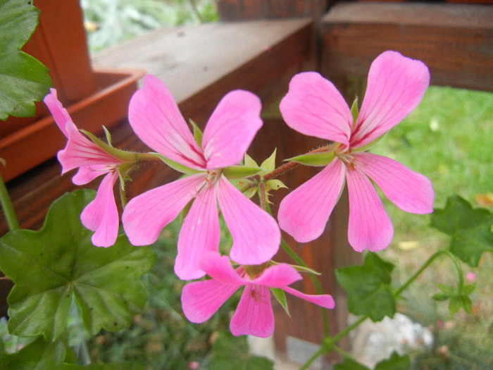 Mini Cascade Pink (2012, Oct.03) - Ivy-geranium Mini Cascade Pink