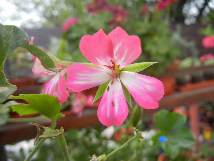 Ivy geranium Bicolor (2012, Oct.03) - Ivy-geranium Bicolor