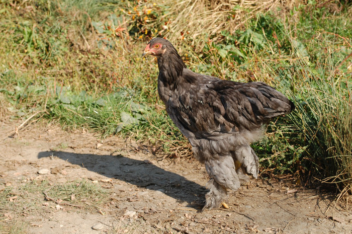 octombrie 2012 - 30 brahma albastru 2012