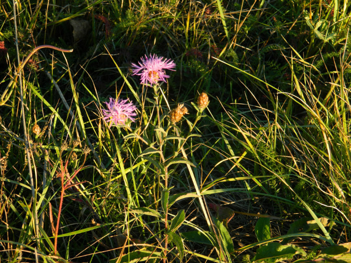DSCN9462