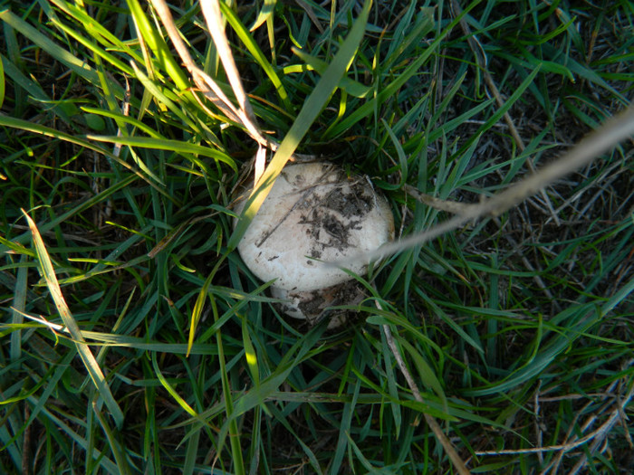 DSCN9483