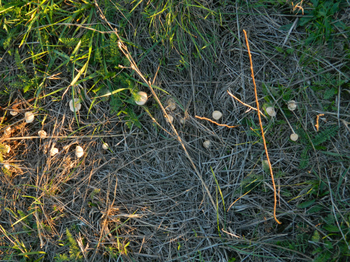 DSCN9508