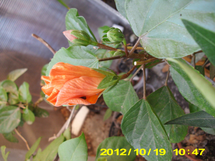 Picture 117 - hibiscus