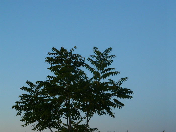 DSCN9587