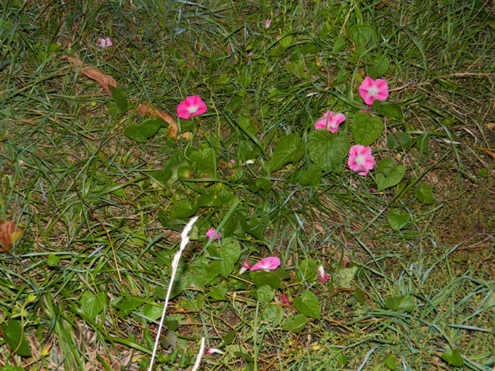 DSCN9588