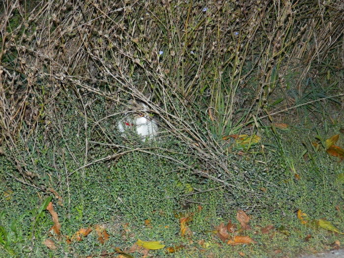 DSCN9603