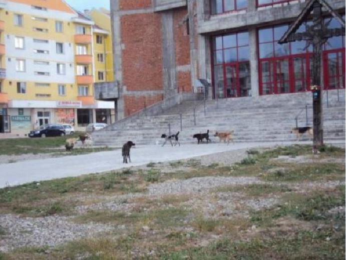 maidanezi evlavioşi