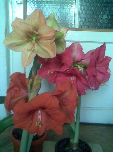 Imag038 - Hippeastrum