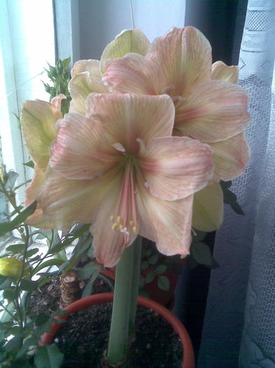 Imag003 - Hippeastrum