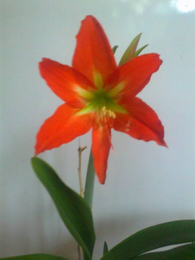 Fotografie0183 - Hippeastrum